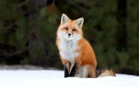 cute fox images